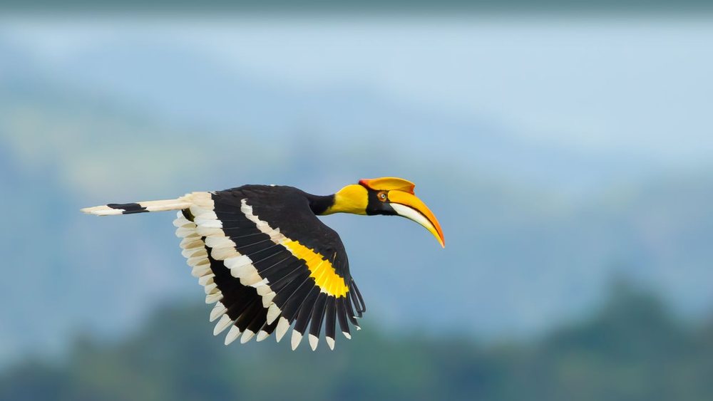 Hornbill in flight over the forest of Ang Thong Marine Park