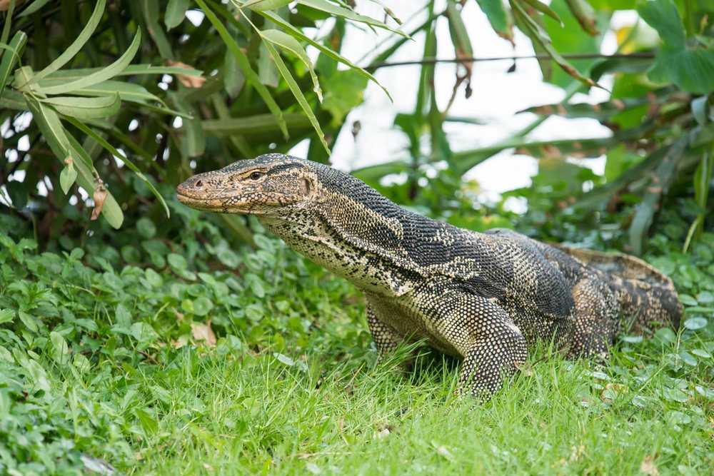Water monitor lizard in the grass at Ang Thong Marine Park