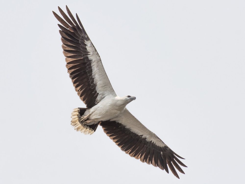 White-bellied sea eagle soaring over Ang Thong Marine Park