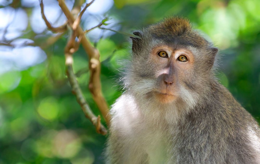 Long-tailed macaque in the trees of Ang Thong National Marine Park