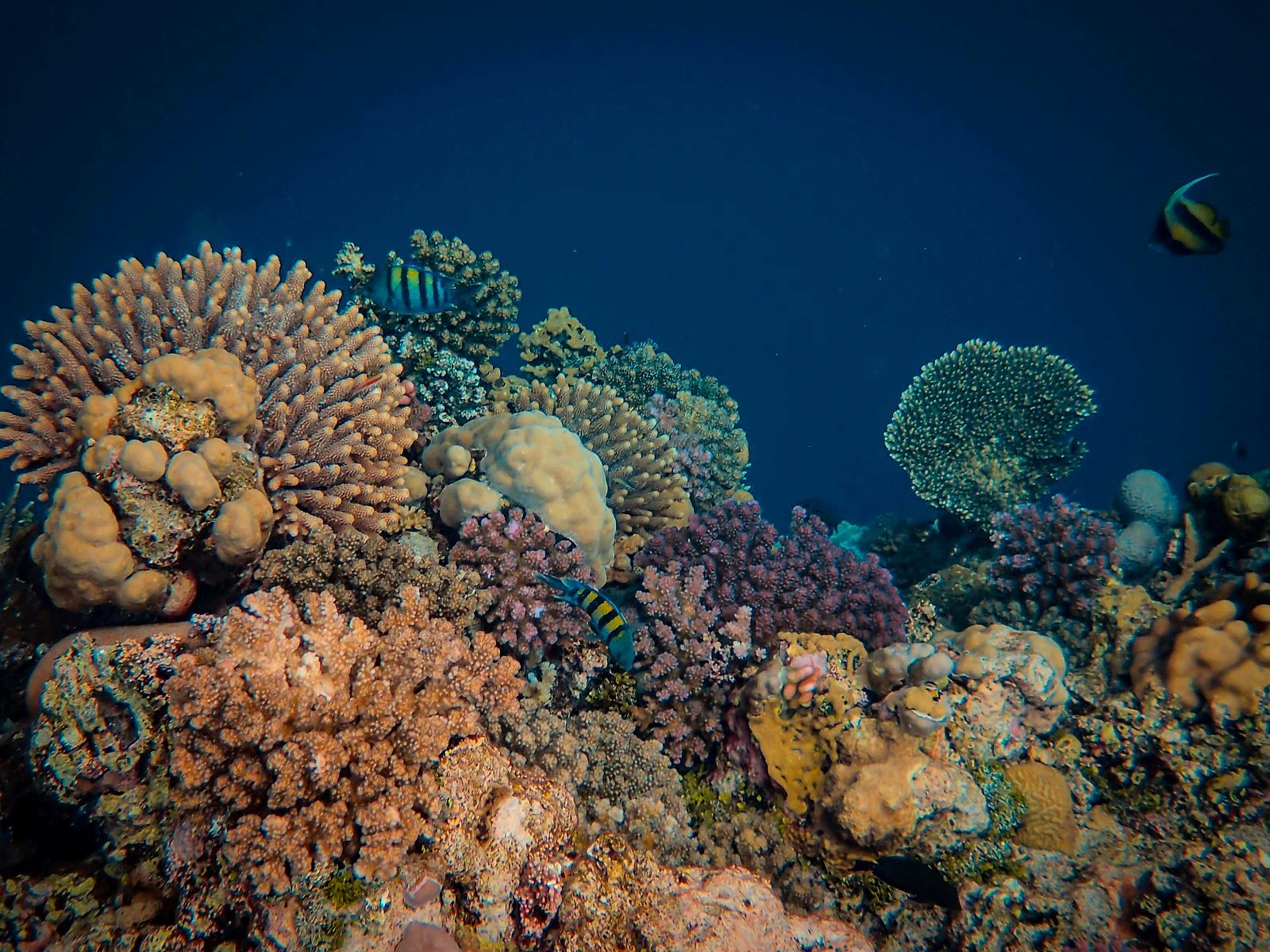 Snorkeling over a coral reef with tropical fish at Koh Lading