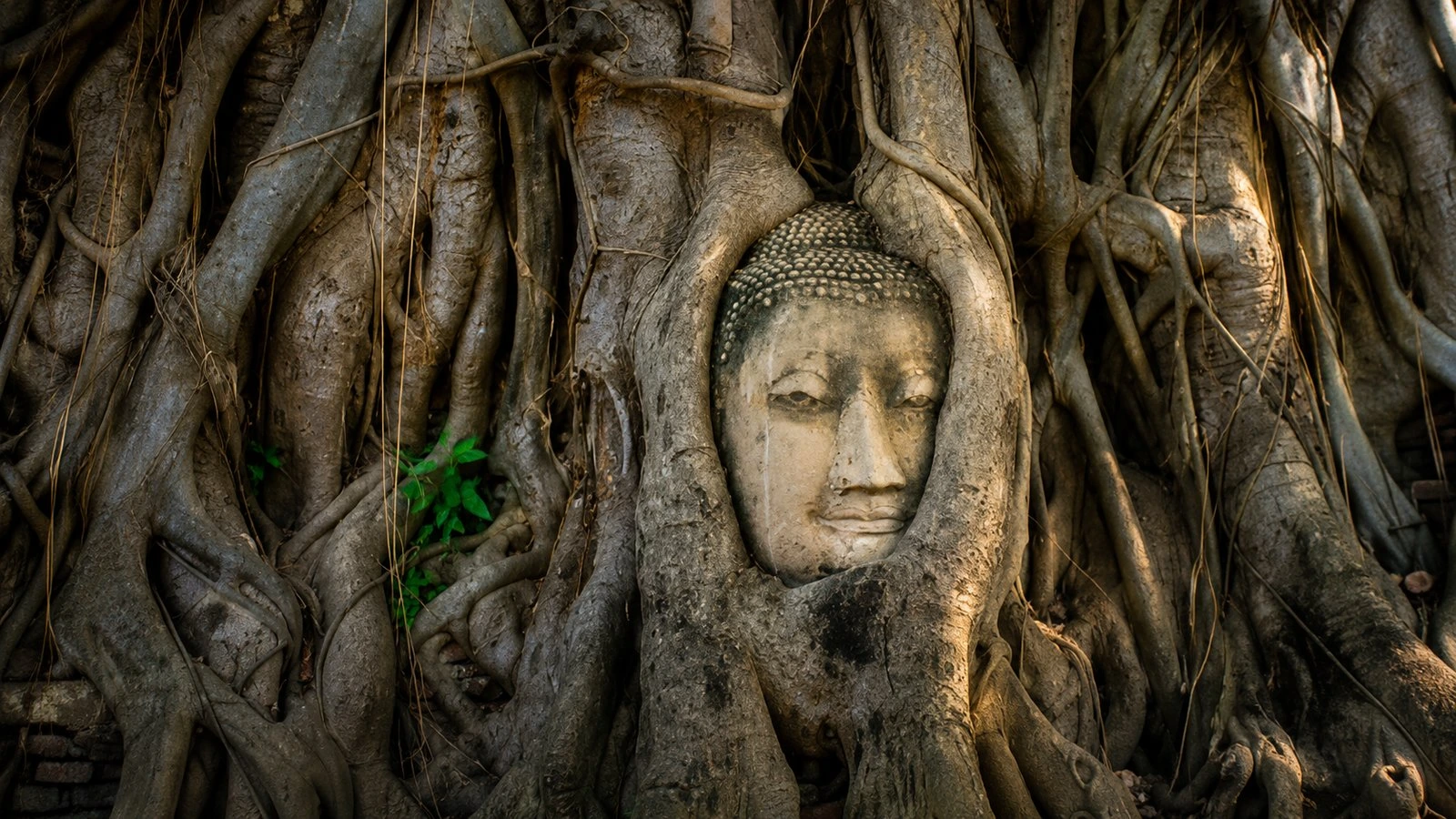 Buddha head in the Bodhi tree roots at Wat Mahathat, Ayutthaya